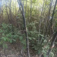 نهال گردو محلی|عمده‌فروشی|مارگون, |دیوار