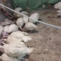 بوقلمون بیوتی ۶|حیوانات مزرعه|ساوه, |دیوار