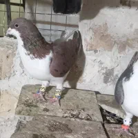 چپ سرخ نر با خشرنگ زیره ای ماده جفت