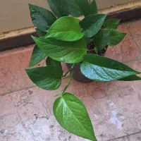 انواع گل حراج دونه ای صدت