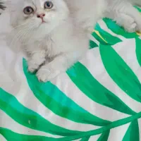 برتیش سیلور (نقره ای)کد رنگ ۱۲۳۳|گربه|قشم, |دیوار