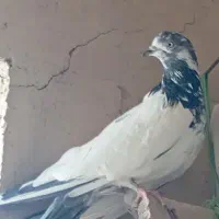 کله دار ریز و کشیده فروش یکجا و تکی