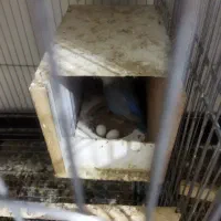 تعدادی عروس هلندی|پرنده|ماهدشت, |دیوار