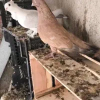 نر کله ای طلایی بزرگ|پرنده|بندر دیر, |دیوار