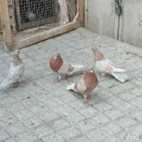 کبوتر