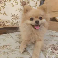 سلام پاور روباهی واکسن خورده خونگی ب فروش میرسد