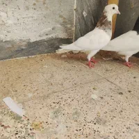کبوتر یا کفتر