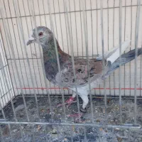 کبوتر|پرنده|سنندج, |دیوار