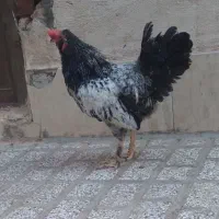 خروس|حیوانات مزرعه|مشهد, همت آباد|دیوار