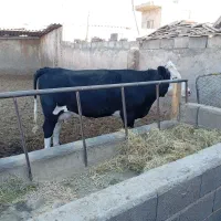 تلیسه اوستن بیست روز به زایمان