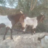 نر بز پاکستانی