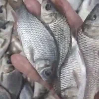 کپور ازون