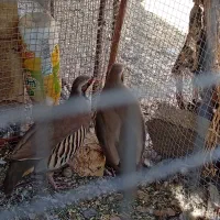 گبگ|پرنده|سیب و سوران, |دیوار