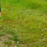 زمین کشاورزی