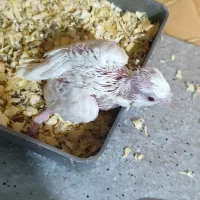 جوجه البینو 24 روزه سرلاکی