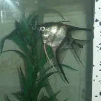 ماهی آکواریوم
