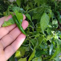 نشا جدید رسید