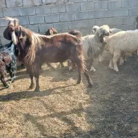 بعده نژدین تخمی بز نر|حیوانات مزرعه|سردشت, |دیوار