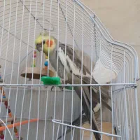 عروس فول اهلی
