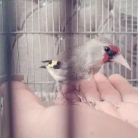 سهره ماده رام معاوضه