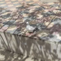 کفتر