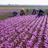کود ارگانیک|خدمات باغبانی و درختکاری|مشهد, کلاهدوز|دیوار