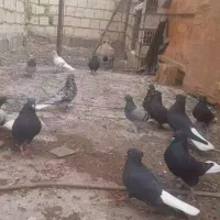 زاغ دمسفید سور دمسفید سبز دمسفید