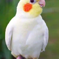 گمشده عروس کاشانی پارک کودک