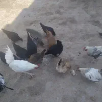 مرغ خروس وارک جوجه