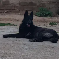 سگ ماده ژرمن