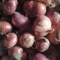 پیاز محلی|عمده‌فروشی|شیروان (لرستان), |دیوار