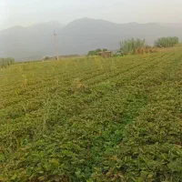 نهال توت فرهنکی سابرینا