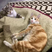 واگذاری دوتا پیشی خوشگل