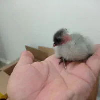 جوجه محلی عربی