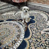 سگ  خونگی واکسن زده|سگ|خرم‌آباد, |دیوار