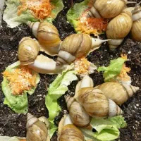 حلزون آلبینو|خزنده|تبریز, |دیوار