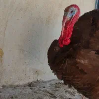 بوقلمون بوربون اصل و مرغ شاخدار