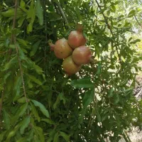 انار سرپاریو..ناردونگ تروش