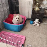 سگ پامر روباهی