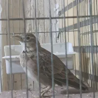 سهره خاکی امسال|پرنده|قم, قلعه عموحسین|دیوار