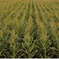 فروش ذرت علوفه ای سیلو شده