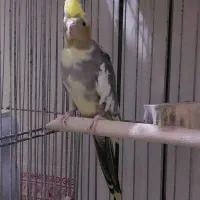 جفت مولد عروس هلندی با قفس و لوازم