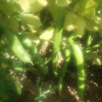 بذر باقله دزفولی درجه یک مال امساله|حراج|بروجرد, |دیوار