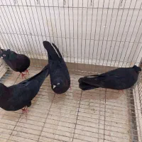 زاغ . پاکستانی