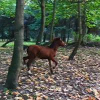 اسب مادیان با کورع یابو|اسب و تجهیزات اسبسواری|گرگان, |دیوار