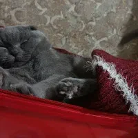 نر اصیل آماده جفت گیری