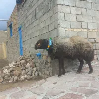 قوچ وبره قوچ همو