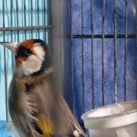 سهره نر ناب