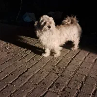 سگ پاکوتا