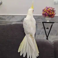 عروس هلندی|پرنده|کاشان, کارگر|دیوار